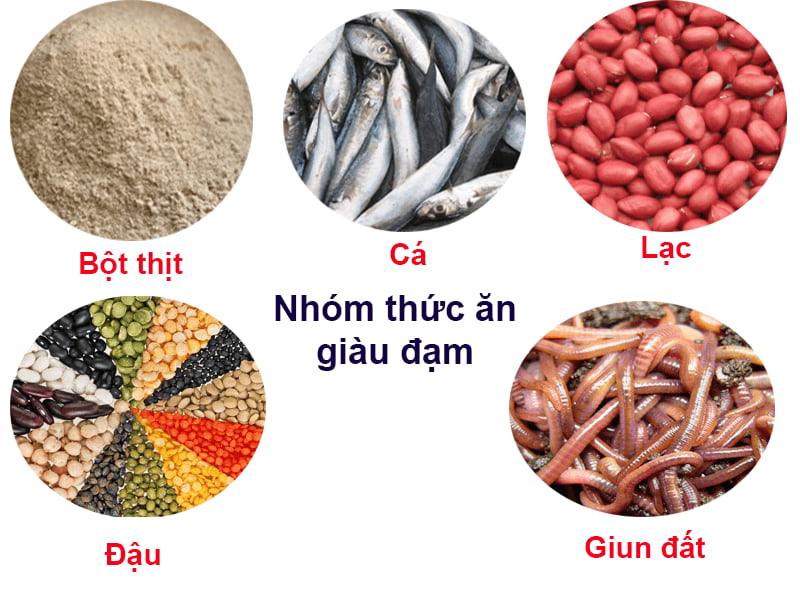 thuc-an-giau-dam-nong-nghiep-gia-tot.jpg