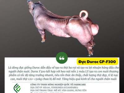 Đực giống Duroc Xuất Sắc (GP-F300)