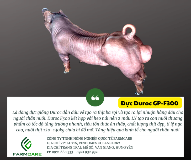 Đực giống Duroc Xuất Sắc (GP-F300)