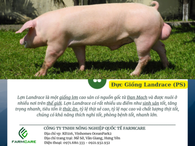 Đực Giống Landrace (GP)