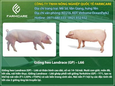 Giống heo Landrace (GP) - L66