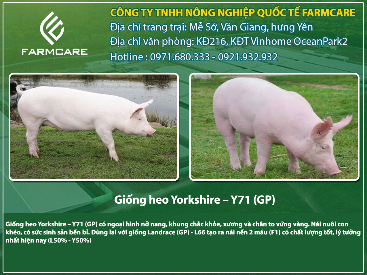 Giống heo Yorkshire - Y71 (GP)